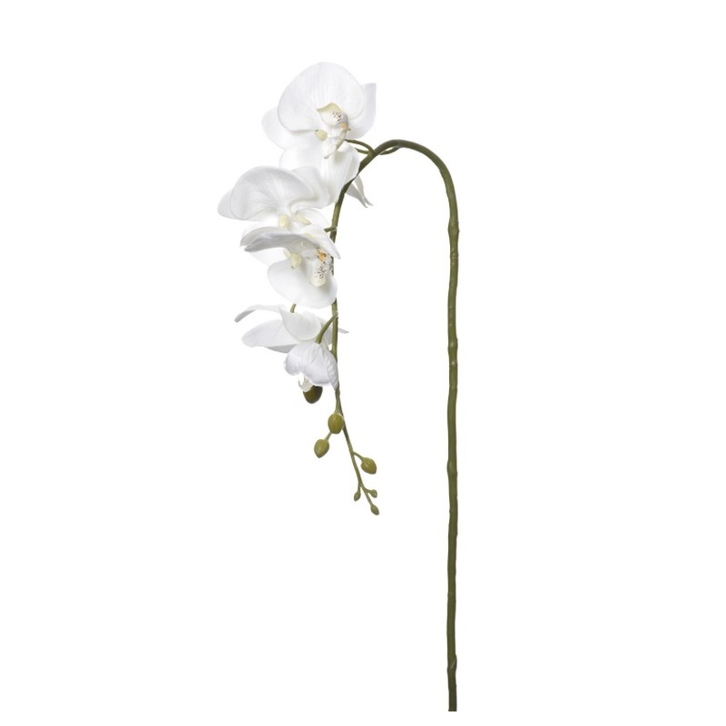 STORCZYK SINGLE ORCHID SUN437 CREAM