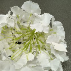 HORTENSJA DUŻA GŁOWA 22CM WHITE/CREAM