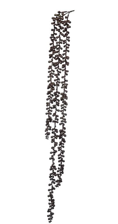 Senecio guma zwis 75cm cv14239 brown
