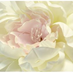 PEONIA WINTAGE GŁOWA 13CM CREAM WHITE LT PINK