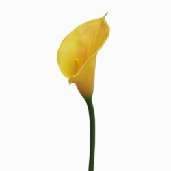 CALLA GUMA 72 CM  ANA1013 LEMON