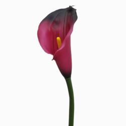 CALLA GUMA 72 CM  ANA1013 AUBERGINE YELLOW