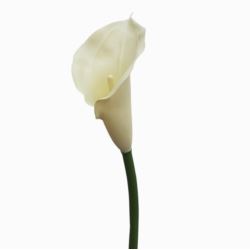 CALLA GUMA 72 CM  ANA1013 CREAM