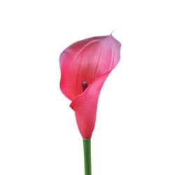 CALLA GUMA 72 CM ANA1013 BEET