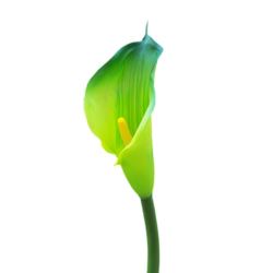 CALLA GUMA 72 CM ANA1013 DR GREEN