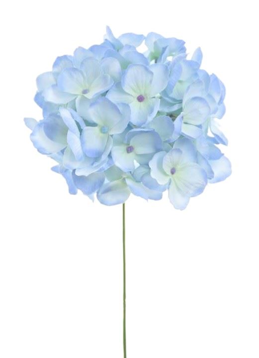 HORTENSJA GŁOWA MAŁA 12CM SUN772 PEARL BLUE