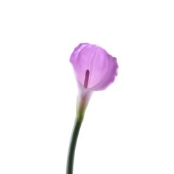 CALLA GUMA 70 CM AL45537  LT PURPLE