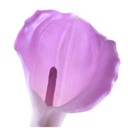 CALLA GUMA 70 CM AL45537  LT PURPLE