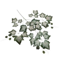LIŚĆ X3  WINOBLUSZCZ OMSZAŁY 74CM POWDER DK GREEN