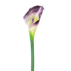 CALLA GUMA 70 CM AL45537 PURPLE GREEN