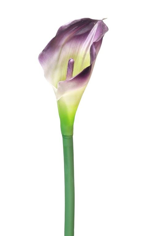 CALLA GUMA 70 CM AL45537 PURPLE GREEN