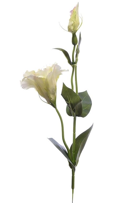 EUSTOMA NA PIKU 47CM SUN357 LT.PINK/LT.GREEN