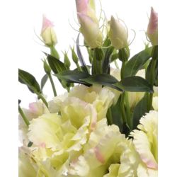 EUSTOMA NA PIKU 47CM SUN357 LT.PINK/LT.GREEN