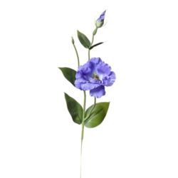 EUSTOMA SPRAY SUN357 VIOLET/LT. BLUE 2389