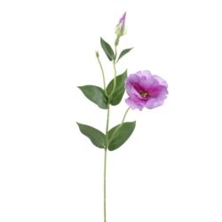 EUSTOMA NA PIKU 47CM SUN357 PINK EDGE LT.PINK