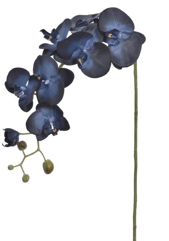 STORCZYK PHALAENOPSIS 98CM SUN315 BLUE BLACK