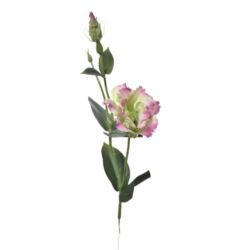 EUSTOMA NA PIKU 47CM SUN357 GREEN BEAUTY