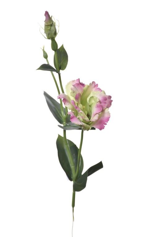 EUSTOMA NA PIKU 47CM SUN357 GREEN BEAUTY