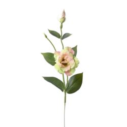 EUSTOMA NA PIKU 47CM SUN357 PEACH GREEN