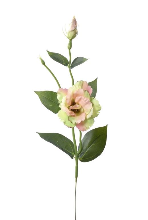 EUSTOMA NA PIKU 47CM SUN357 PEACH GREEN