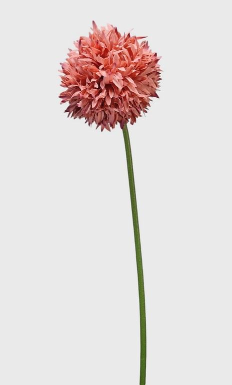 CZOSNEK ALLIUM POJEDYNCZE 44CM OLD MAUVE PINK