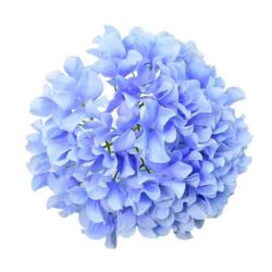 HORTENSJA GŁOWA GIGANT 30CM LT BLUE