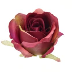 RÓŻA MGHT GŁÓWKA 9CM RASPBERRY GREEN