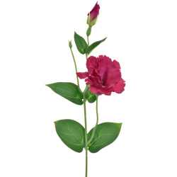 EUSTOMA NA PIKU 47CM SUN357 FUCHSIA