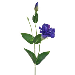 EUSTOMA NA PIKU 47CM SUN357 DR.BLUE