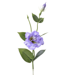 EUSTOMA SPRAY SUN357 POWDER VIOLET 2387