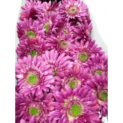 GERBERA POJ 47cm  SUN529 FUCHSIA