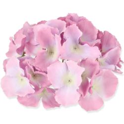 HORTENSJA GŁÓWKA 17CM / LE18 SUNSET PURPLE