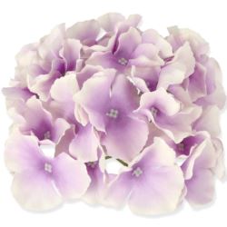 HORTENSJA GŁÓWKA 17CM / LE18 BLUBERRY
