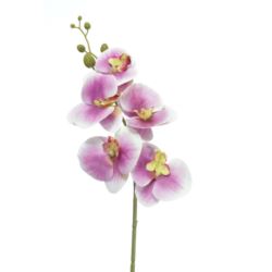 STORCZYK PHANELOPSIS 82CM SOFT TOUCH BEAUTY PINK