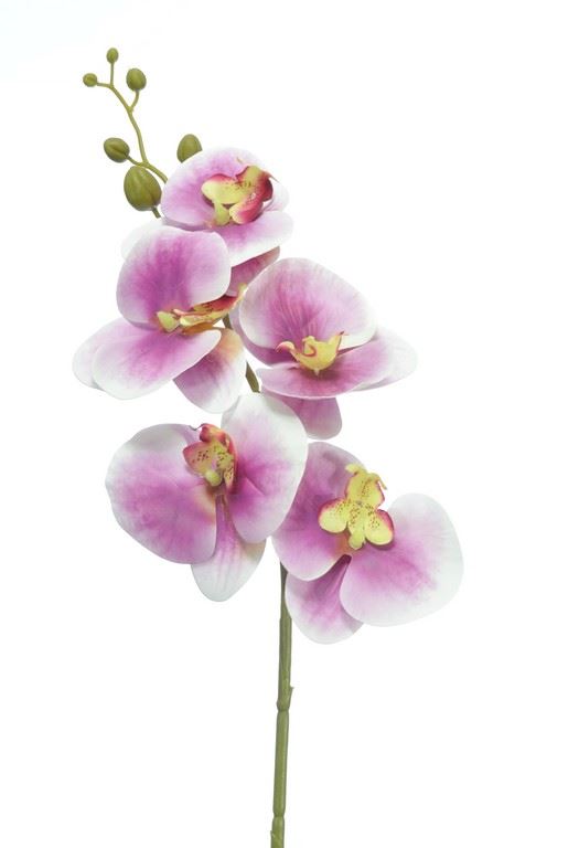 STORCZYK PHANELOPSIS 82CM SOFT TOUCH BEAUTY PINK