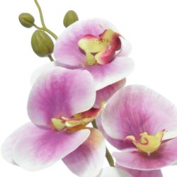STORCZYK PHANELOPSIS 82CM SOFT TOUCH BEAUTY PINK