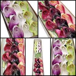 CALLA GUMA 72 CM  ANA1013 6 KOLORÓW  MIX3