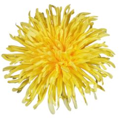 CHRYZANTEMA PŁASKA 17CM MY231 4 YELLOW