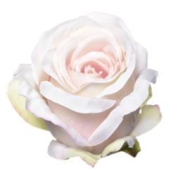 RÓŻA GŁOWA 8CM SUN388 DELICATE APRICOT