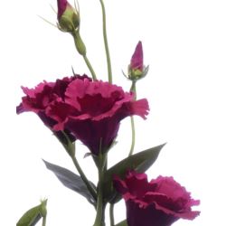 EUSTOMA GAŁĄZKA 83CM SUN345 FUCHSIA