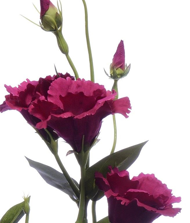 EUSTOMA GAŁĄZKA 83CM SUN345 FUCHSIA