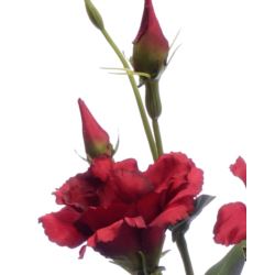 EUSTOMA GAŁĄZKA 83CM SUN345 RED GREEN