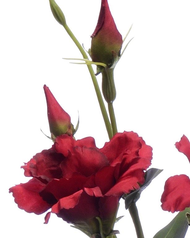 EUSTOMA GAŁĄZKA 83CM SUN345 RED GREEN