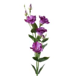 EUSTOMA GAŁĄZKA 83CM SUN345 LT VIOLET DR VIOLET