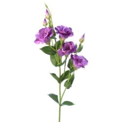 EUSTOMA GAŁĄZKA 83CM SUN345 LT VIOLET DR VIOLET
