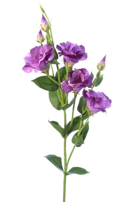 EUSTOMA GAŁĄZKA 83CM SUN345 LT VIOLET DR VIOLET