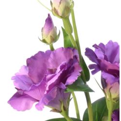 EUSTOMA GAŁĄZKA 83CM SUN345 LT VIOLET DR VIOLET
