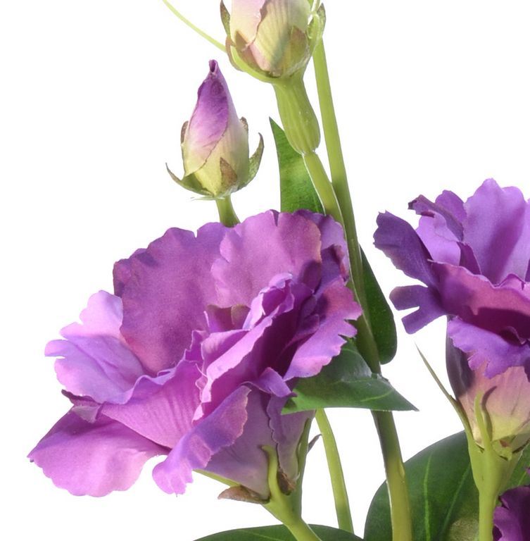 EUSTOMA GAŁĄZKA 83CM SUN345 LT VIOLET DR VIOLET