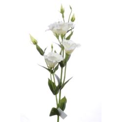 EUSTOMA GAŁĄZKA 83CM SUN345 WHITE