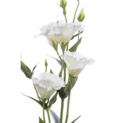 EUSTOMA GAŁĄZKA 83CM SUN345 WHITE